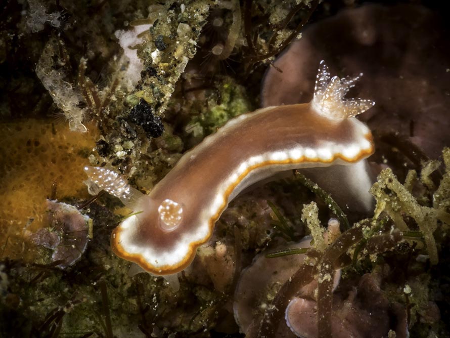 Goniobranchus sp. 42